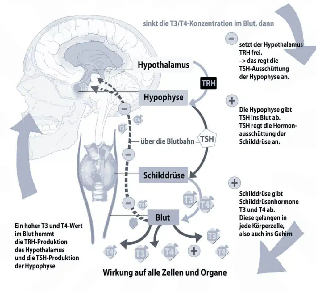 Schaubild der Auswirkungen von Hashimoto auf Zellen und Organe - Verstehen und Behandeln bei Heilpraktiker Markus Breitenberger, München