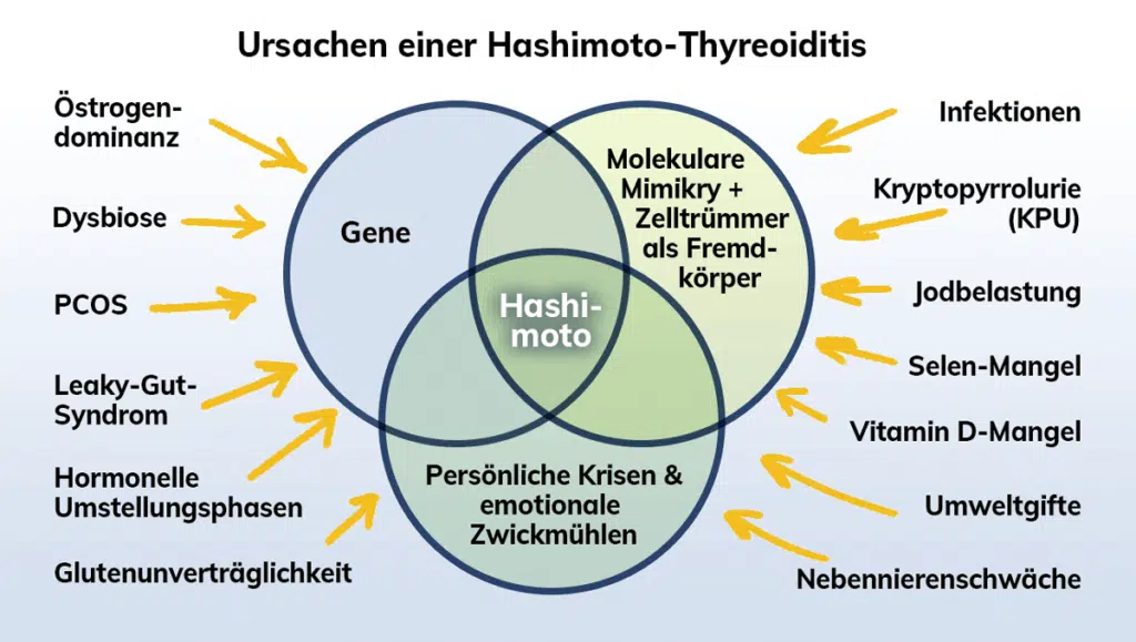 Ursachen und Auslöser von Hashimoto-Thyreoiditis in einer Übersicht, von Markus Breitenberger, spezialisierter Heilpraktiker für Hashimoto