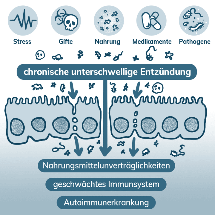 Auslöser des Leaky-Gut-Syndroms können Stress, Gifte, Nahrung, Medikamente und Pathogene sein.