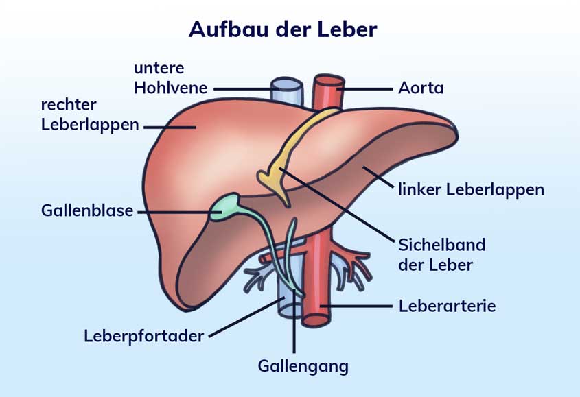 Anatomische Skizze Leber