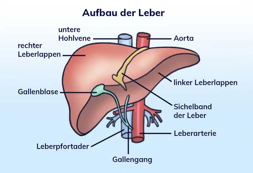 Anatomische Skizze Leber
