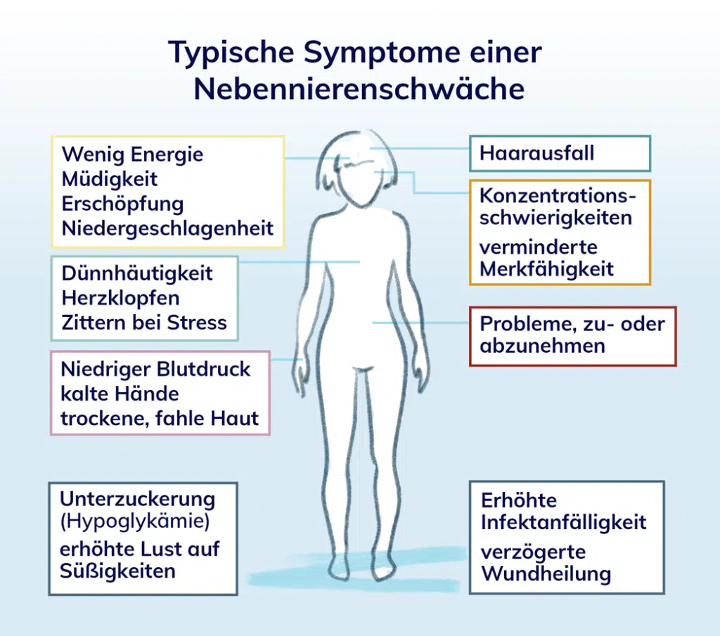 Übersicht über Symptome einer Nebennierenschwäche: Heilpraktiker Markus Breitenberger, München