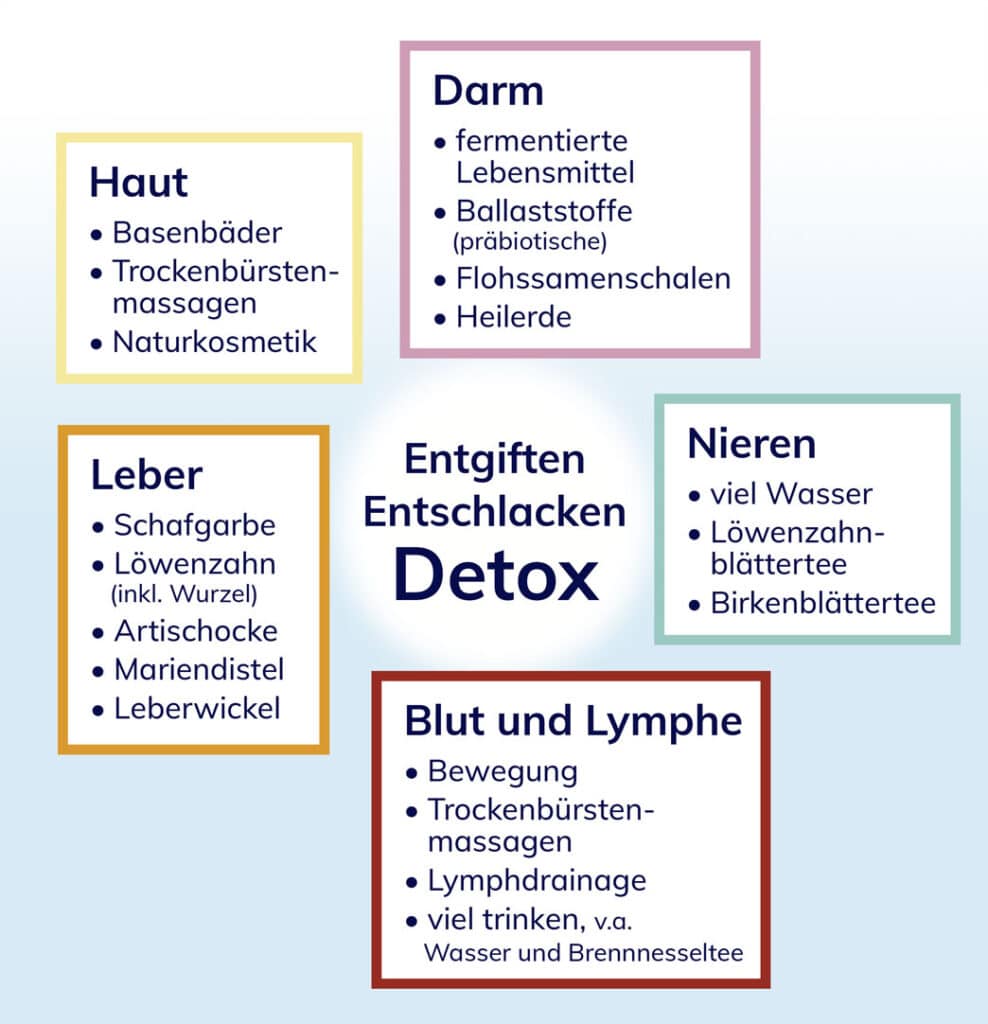Organsysteme, die für Entgiftungsprozesse wichtig sind. Illustration zum Thema Detox & Entgiften aus der Praxis M. Breitenberger, München.