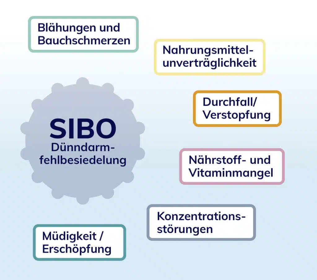 Sechs Symptome Symptomgruppen werden in Kästchen bennant als typisch bei SIBO (Dünndarmfehlbesiedelung)