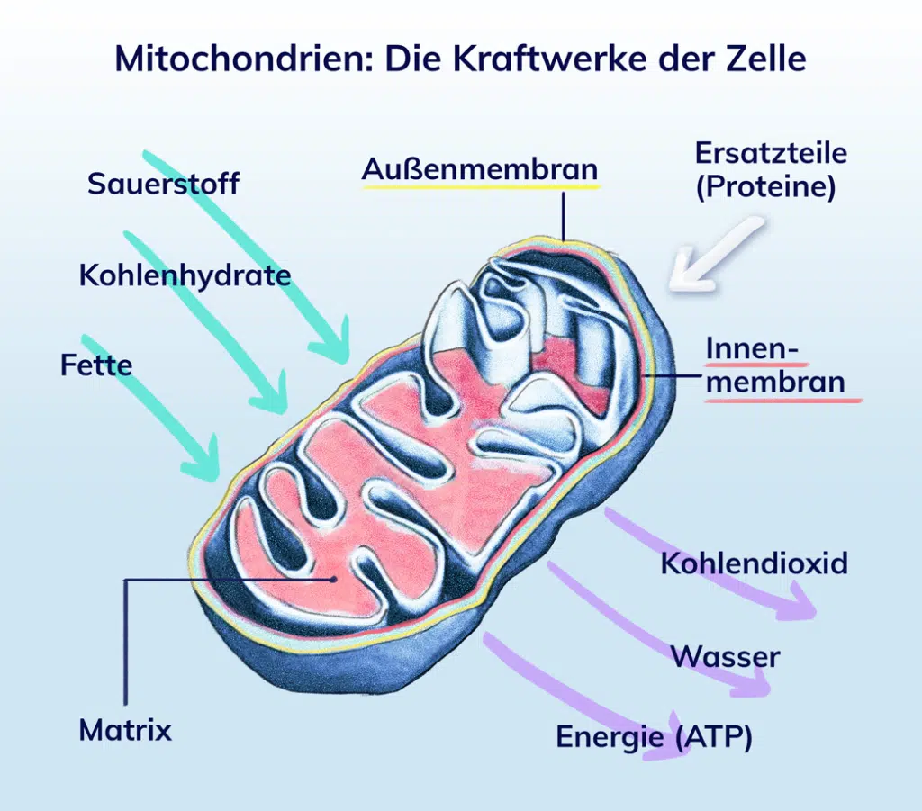 Darstellung eines Mitochondriums und seiner Aufgaben