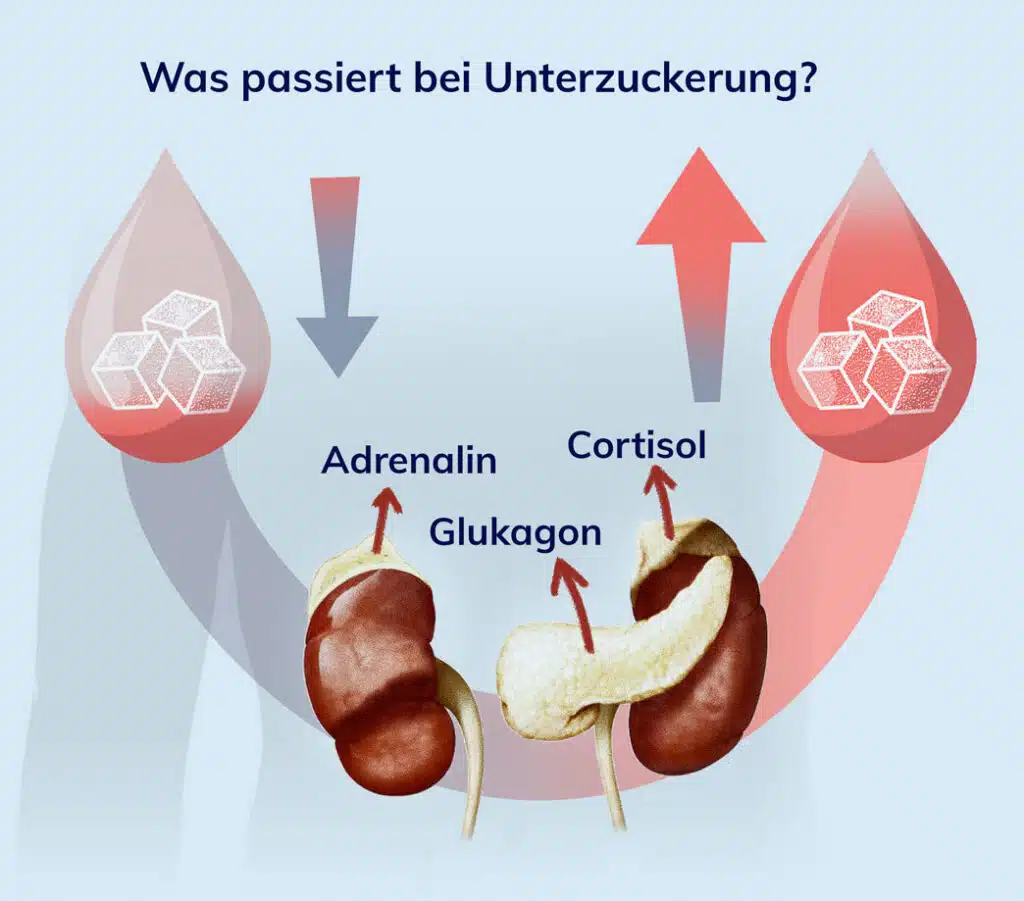 Infografik zur hormonellen Reaktion bei Unterzuckerung. Ein sinkender Blutzuckerspiegel (symbolisiert durch einen fallenden Pfeil und einen Blutstropfen mit Zuckerwürfeln) löst die Ausschüttung von Hormonen aus: Adrenalin und Cortisol aus den Nebennieren sowie Glukagon aus der Bauchspeicheldrüse. Ein aufsteigender Pfeil verdeutlicht, dass diese Hormone den Blutzuckerspiegel wieder anheben.